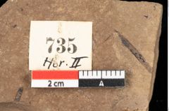 Foto (Detailansicht) von Alnus gracilis Unger (NHMW-GEO-2024-0188-0735)